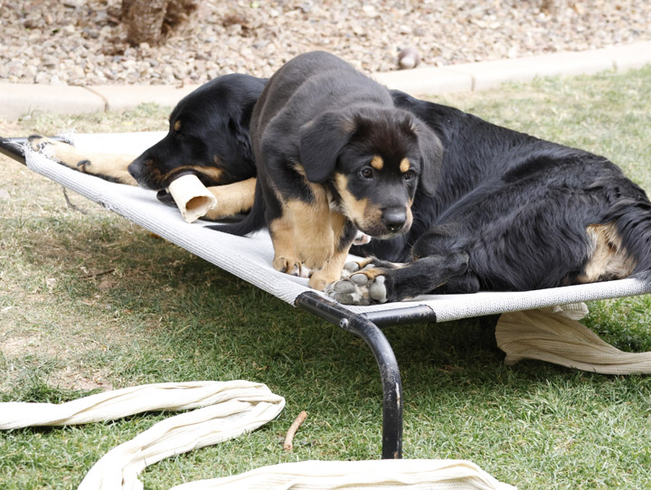 chinook dog